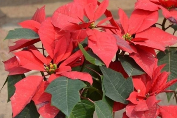 一品紅開花時(shí)需要施肥嗎