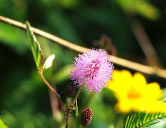 養(yǎng)含羞草對人體有害嗎，含有輕微的毒性/無害(放心養(yǎng)殖)