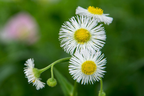蒲公英的外形和特點