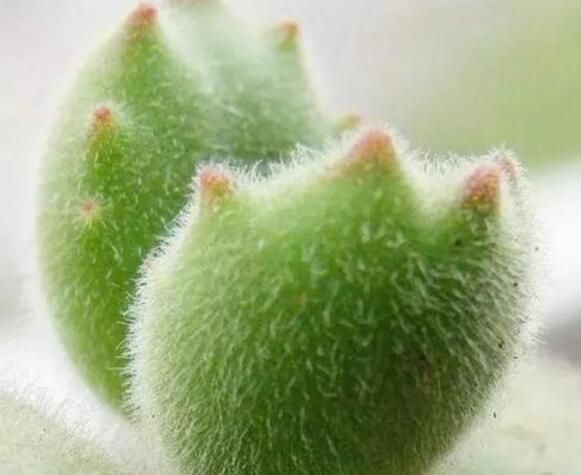 熊童子多久澆一次水，要根據(jù)季節(jié)的變化來澆水