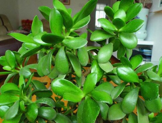 盆栽玉樹怎么養(yǎng)護(hù)，老農(nóng)總結(jié)七大養(yǎng)護(hù)方法