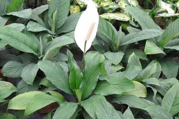 一帆風(fēng)順花可以放在臥室里嗎，可以放在臥室但要注意幾點(diǎn)