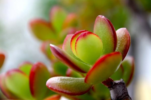 玉樹繁殖方法，葉插繁殖/枝插繁殖/分株繁殖