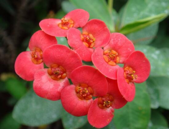 虎刺梅花能開多長時間，一年365天均可開花(春夏秋冬)