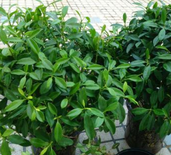 如何給平安樹松土，以樹干為中心、沿周圍輕鏟