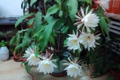 曇花要養(yǎng)幾年才開花，養(yǎng)殖三年左右才能開花