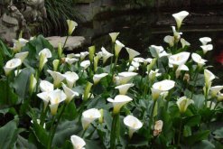 馬蹄蓮開花后怎么處理，花后1~2周進(jìn)行修剪