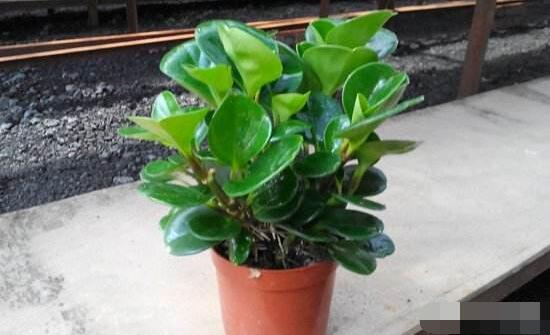 碧玉花葉子發(fā)黑怎么辦，四種原因以及解決辦法