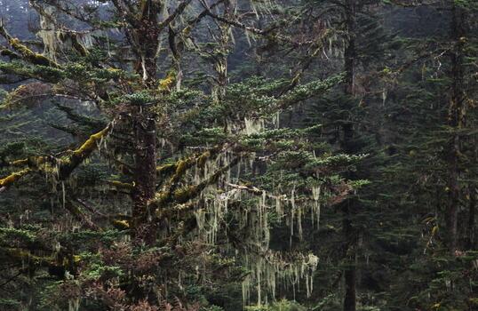 紅豆杉盆景價格，不同品種價格不同