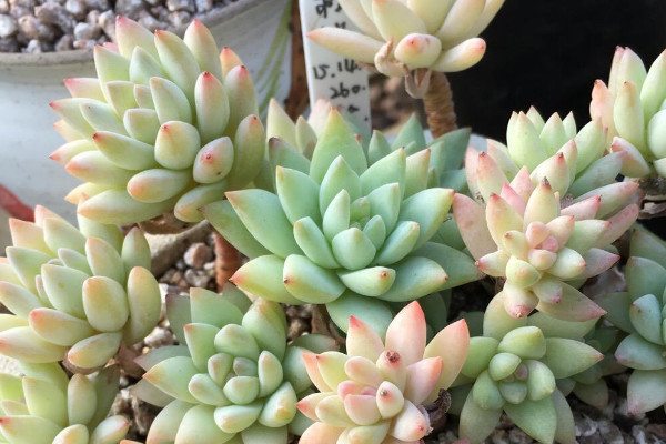 千佛手和樹冰的區(qū)別