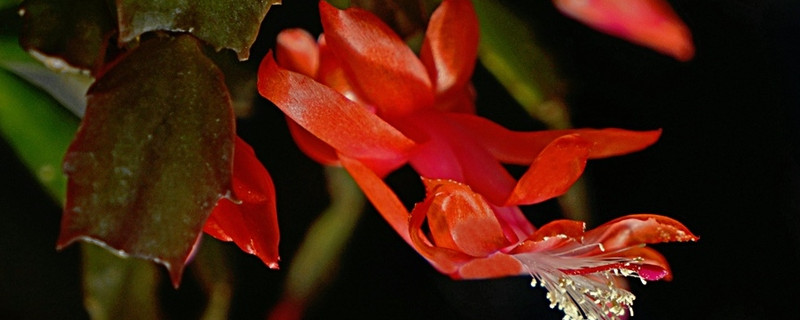 蟹爪蘭葉子發(fā)紅為什么