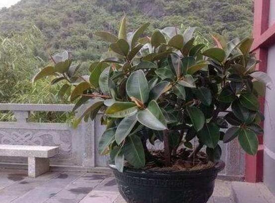 橡皮樹幾月份砍頭好，6-7月是最佳砍頭時間