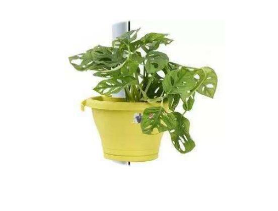 仙洞龜背竹有毒嗎，毒性不強(qiáng)/避免接觸誤食即可