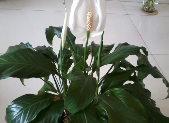 一帆風(fēng)順葉子下垂，四種原因以及解決辦法