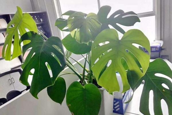 龜背竹怎么養(yǎng)護(hù)，龜背竹日常養(yǎng)護(hù)5大技巧