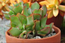 玉樹(shù)怎么養(yǎng)護(hù)，玉樹(shù)的四季養(yǎng)護(hù)方法