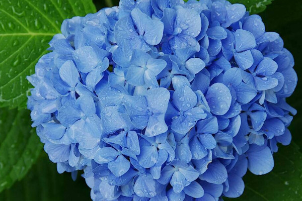 繡球花邊緣焦黃是怎么回事