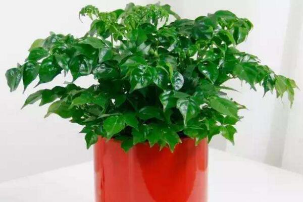 幸福樹(shù)怎么換盆，以下四部必須要做到