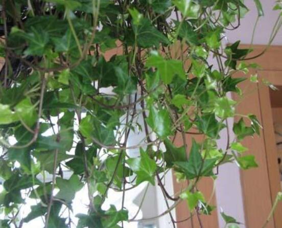 常春藤葉片干枯怎么救，老農(nóng)總結(jié)三種最有效解決辦法