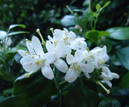 九里香盆栽的功效與作用，制作香精、活血化瘀