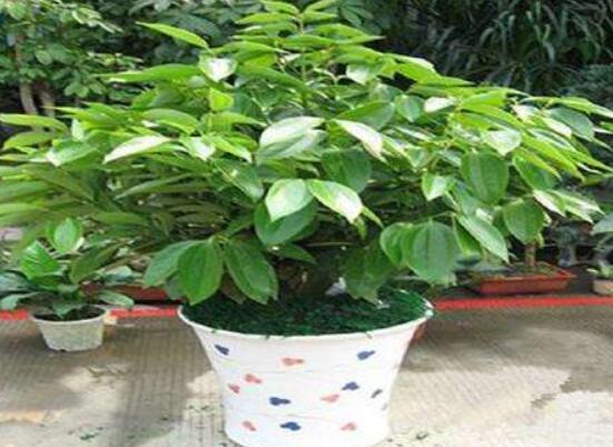 平安樹(shù)好養(yǎng)嗎，教你簡(jiǎn)單四種養(yǎng)殖方法/闔家幸福、萬(wàn)事如意