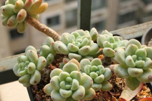 如何養(yǎng)多肉的技巧