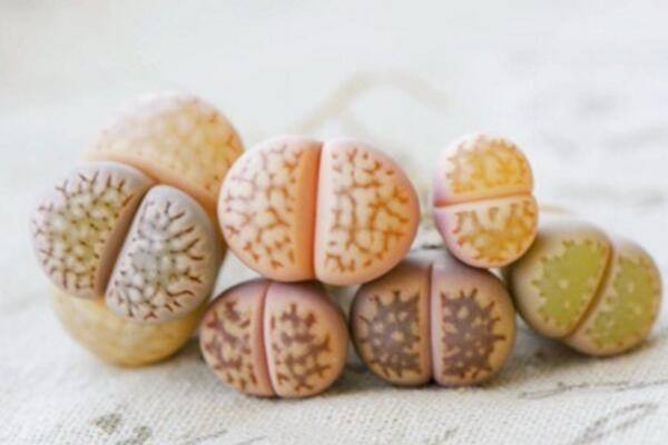 生石花的養(yǎng)殖方法，必須要掌握的5大要點