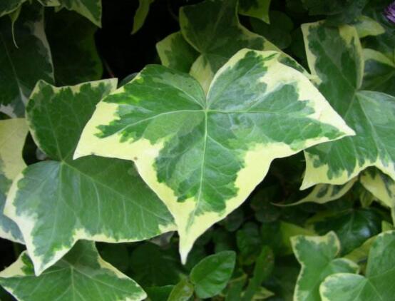 常青藤哪個品種最好，每個品種富有獨(dú)具一格(無好壞之分)