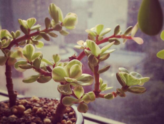 雅樂(lè)之舞的花語(yǔ)，代表著沉默的愛(ài)和光明