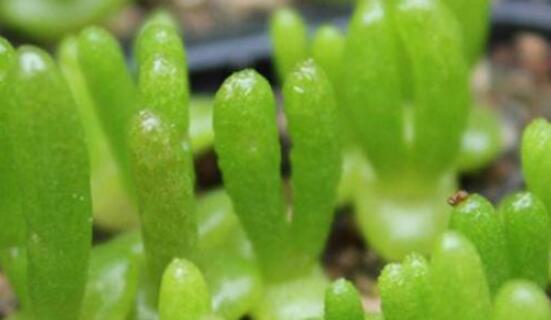 碧光環(huán)秋天怎么養(yǎng)，教你五點(diǎn)重要方法生長碧綠