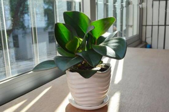 紫邊碧玉的養(yǎng)殖方法，老農(nóng)總結(jié)的七個基本方法