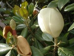 橡皮樹的花語是什么，橡皮樹開花的寓意