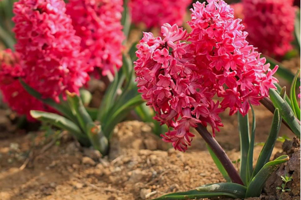 風(fēng)信子凋謝后怎么處理，修剪葉片并保留根莖