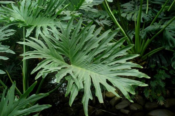 春羽和龜背竹哪個(gè)好，龜背竹的作用更加全面