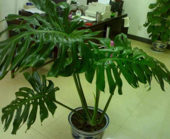 龜背竹滴的水有毒嗎，有毒/皮膚接觸會導(dǎo)致刺痛灼傷