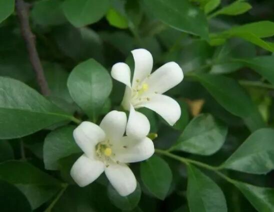 九里香多大開花，幼苗開花需3-4年/成株年年開花