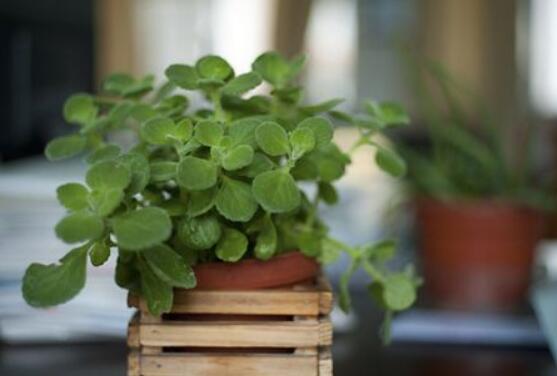 碰碰香冬天養(yǎng)殖方法，注意做好保溫保暖/減少澆水施肥