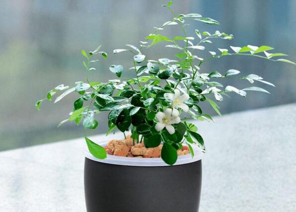 九里香不開花怎么辦，很有可能是光照不足