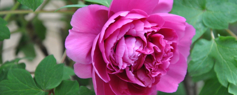 地栽牡丹過(guò)冬用不用修剪