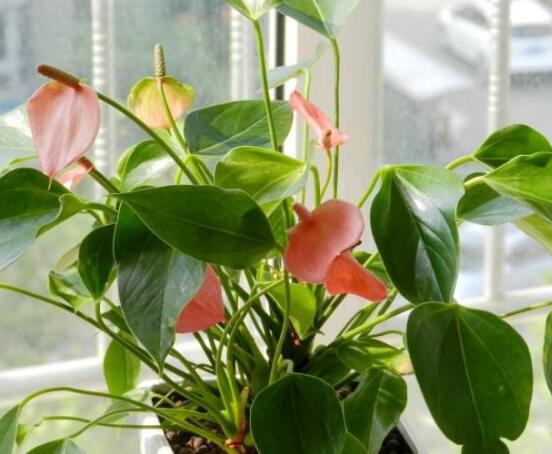 紅掌葉子發(fā)黃焦邊干枯是怎么回事，教你最直接有效三種解決措施