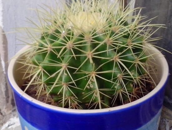 仙人球的擺放風(fēng)水，陽臺、玄關(guān)、書房為風(fēng)水最好