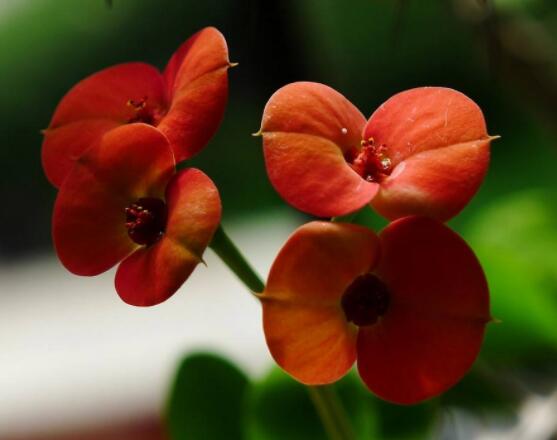 虎刺梅對人身體有害嗎，只需要注意避免接觸即可