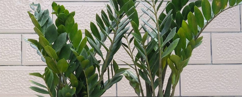 金錢樹如何養(yǎng)護(hù)管理