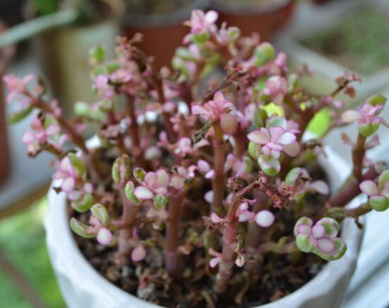 雅樂之舞如何變粉，五個(gè)小妙招教你變得粉紅