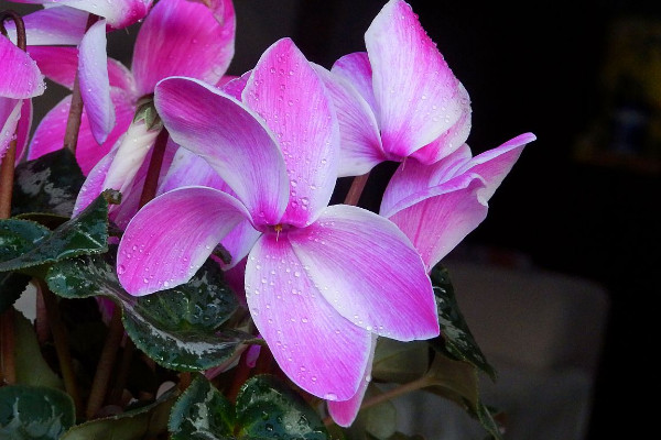 仙客來(lái)一年開幾回花