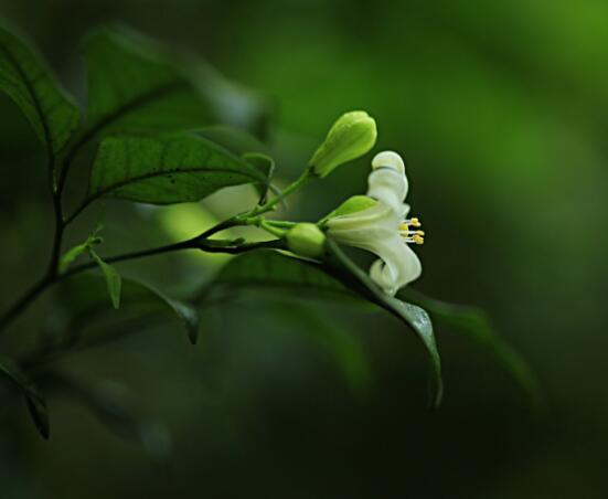 七里香和九里香的區(qū)別，教你三種區(qū)別方法(形態(tài)/生長/作用)