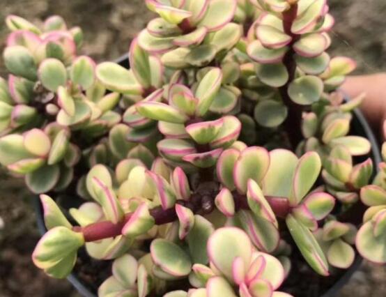 雅樂之舞怎么修剪，流枝修剪最為簡單(應(yīng)用廣泛)