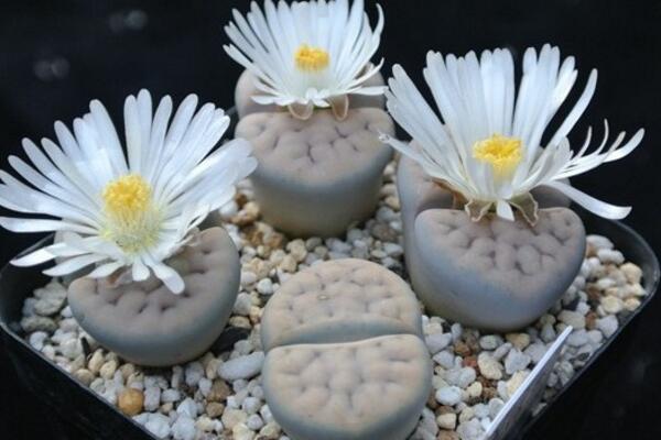 生石花開花還能活嗎，開花后會(huì)脫皮但不會(huì)死