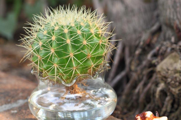 仙人球的種類(lèi)有哪些，根據(jù)外觀/毛刺/可食用性區(qū)分