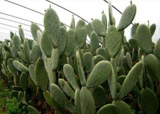 仙人掌怎么養(yǎng)可以又粗又壯，做到四個要點高枕無憂(健壯)